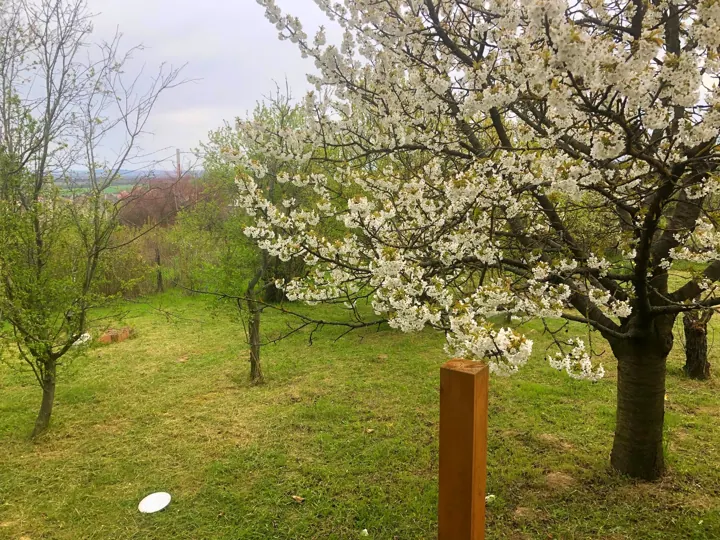 Tavasz a Szőlőhegyen